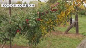 Мини-сад. Как вырастить?