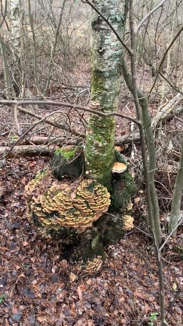 Красивые массивные трутовики