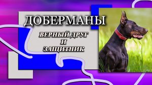 Дрессировка Добермана в Московском Питомнике. Служебная Собака, Подольск - Московская область.
