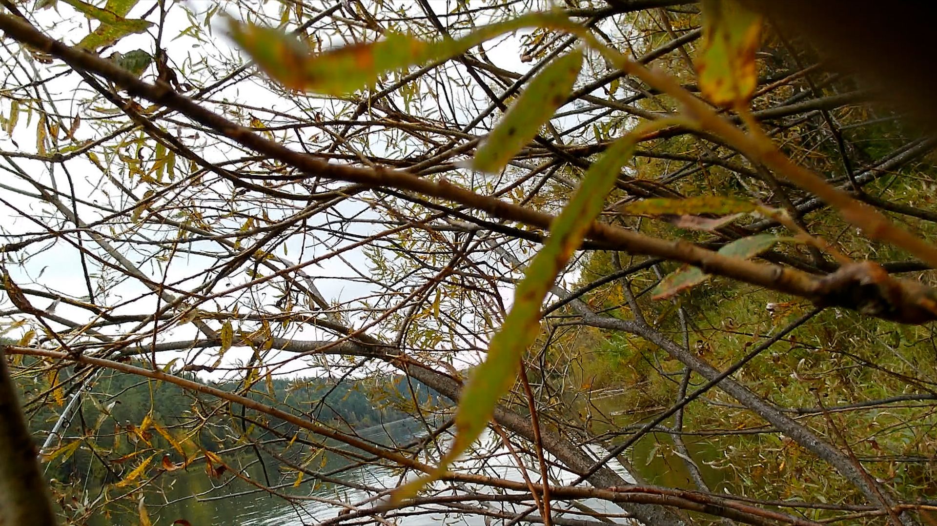 Щука нагибатор. Мордой в куст.