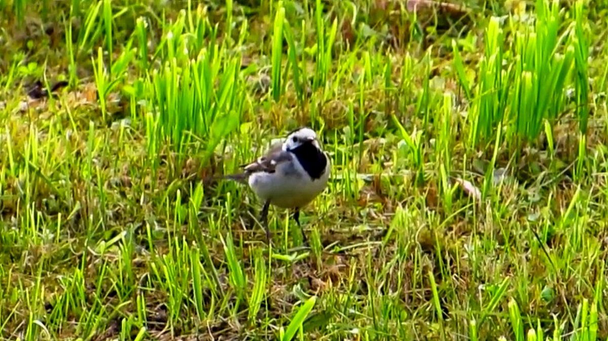 Танцы птиц смотреть онлайн