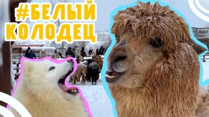 ВОРОНЕЖСКИЕ АЛЬПАКИ - стоит ли ехать?