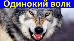 Песня Одинокий волк Песни лучший Шансон