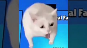 Кот менееееееее