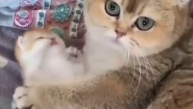 На стихи Марии Нарожных "МАМА". Музыка, исполнитель Алексей Тарадайко.