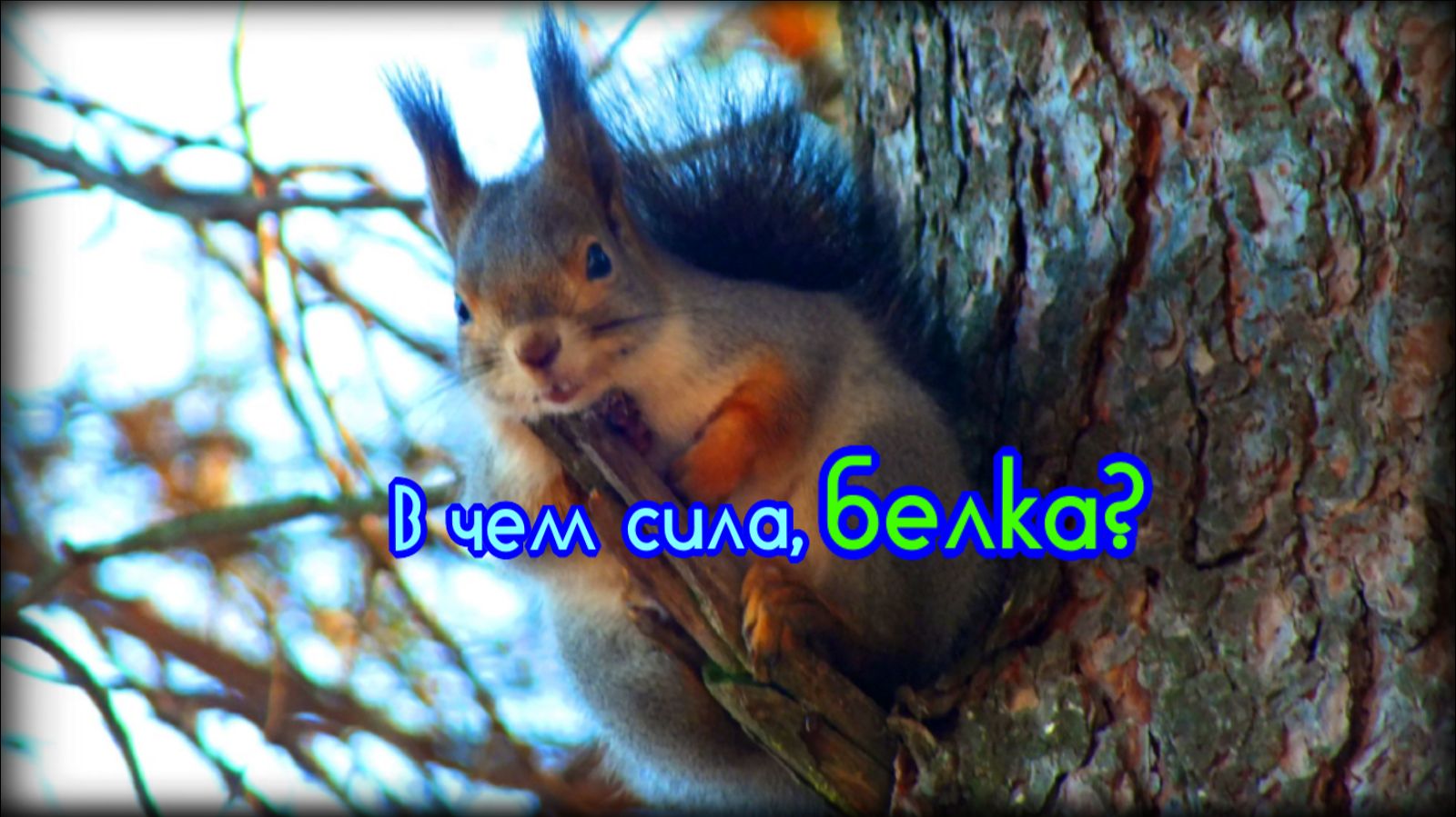 Зубы белки и их суперспособность