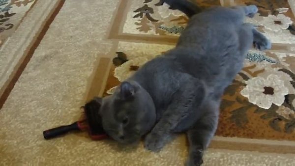 Self satisfaction cat