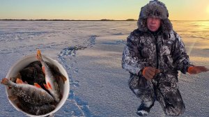 Открытие сезона на озёрах ХМАО-Югры. Крупный окунь.