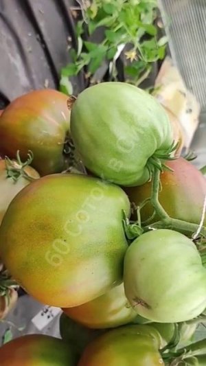 Крупноплодные сорта томатов на 2026 год мало кто слышал о таких