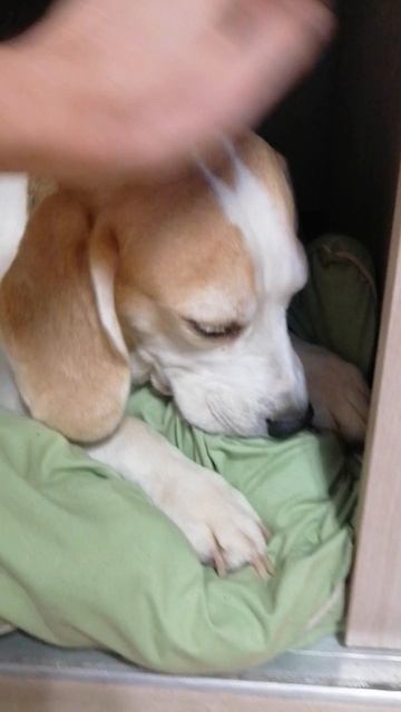 Как собака сосёт подушку. смотреть онлайн