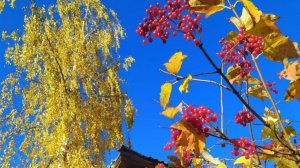 Вы шумите , шумите надо мною  берёзы ...