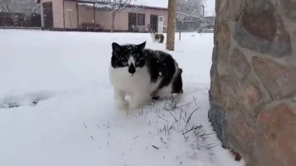 Первый снег