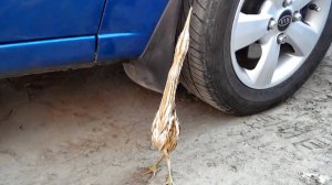 6 классных птиц со странной внешностью