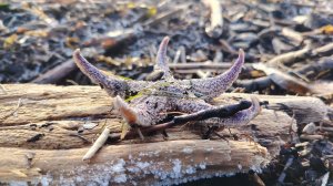 Был шторм на море | Морепродукты ракушки | декабрь | Дальний восток |Остров Сахалин