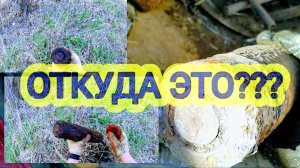 Металлокоп!!! НАХОДКА ШОК,откуда она там?