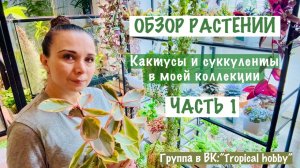 Обзор растений. Часть 1. Кактусы и суккуленты🪴