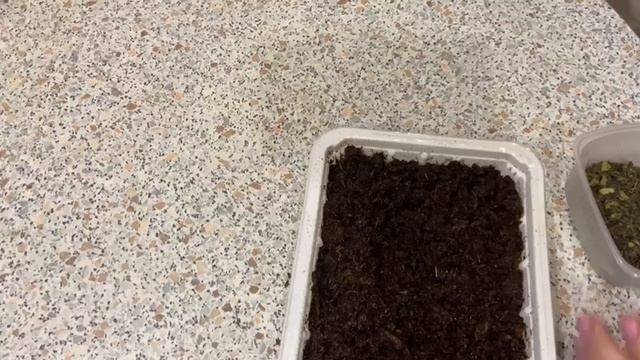 Бакопа. Посев из своих семян смотреть онлайн