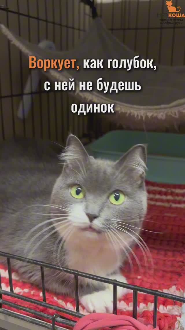 Воркута ждёт вас в приюте #Муркоша смотреть онлайн