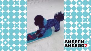 Пудель на сноускейте. Видели видео? Фрагмент выпуска от 07.12.2025