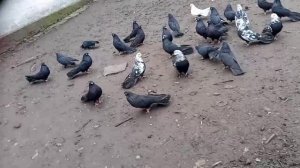 ГОЛУБИ ДОНБАССА НА ПРОДАЖУ‼️📞+79494406619