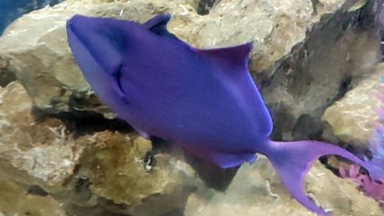 Черный спинорог смотреть онлайн