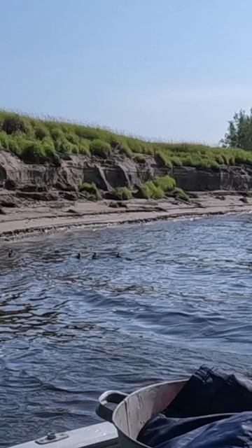 А впереди нас Уточки! смотреть онлайн