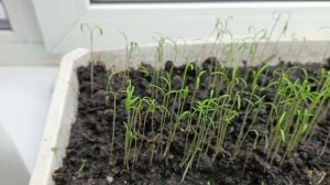 Дачный совет. КАК ВЫРАСТИТЬ УКРОП НА ПОДОКОННИКЕ в зимнее время.