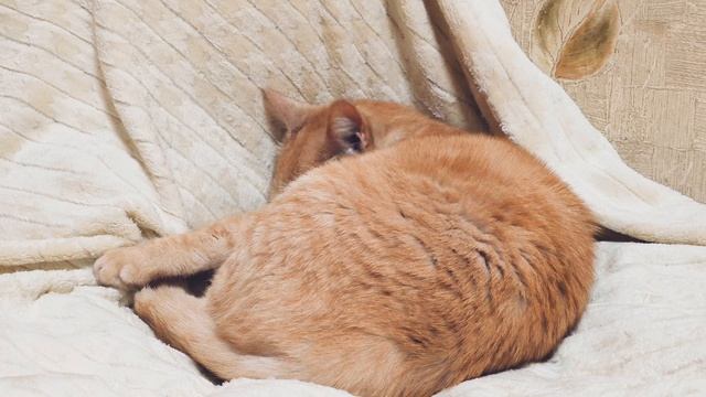 Рыжий кот умывается. ч.2. смотреть онлайн