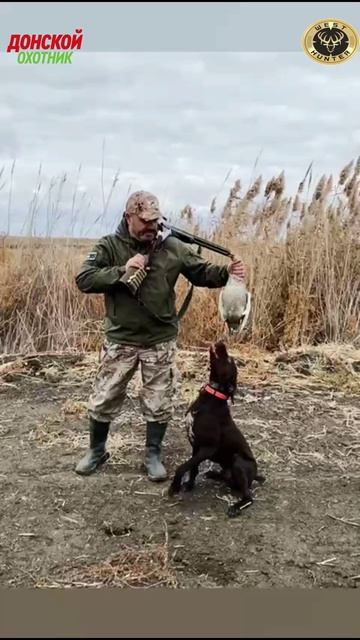 Охота на фазана и зайца. Рем зажигает смотреть онлайн