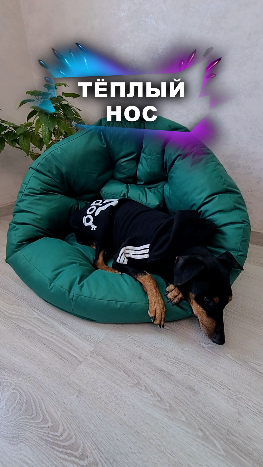 Неужели пёсель болеет? #животные смотреть онлайн