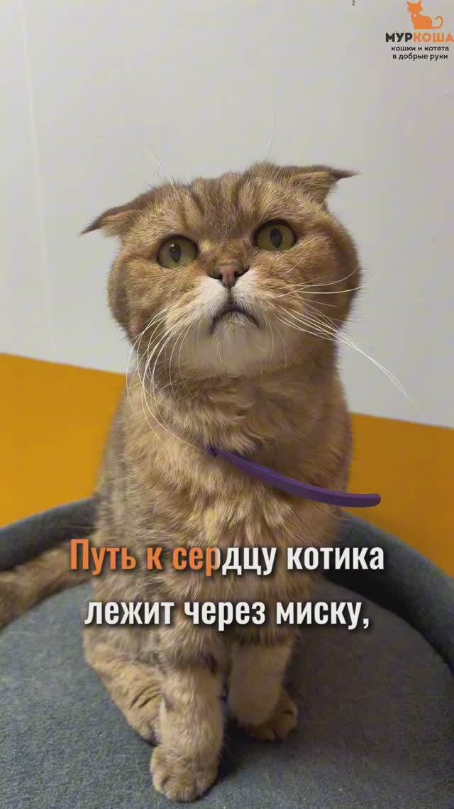 Фелиса ждёт вас в приюте #Муркоша смотреть онлайн