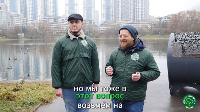 Белые лебеди на Мосфильмовском пруду. Что с ними будет?