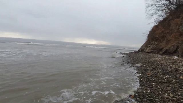МОРСКИЕ ДЕЛИКАТЕСЫ УСТРИЦЫ МИДИИ ПРЯМО ПОД НОГАМИ #жекарыболов #морскиеделикатесы смотреть онлайн
