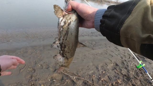 ДОНКИ. ВЕСЕННЯЯ РЫБАЛКА НА ДОНКИ С БЕРЕГА. ЛОВЛЯ КРУПНОЙ КРАСНОПЕРКИ смотреть онлайн