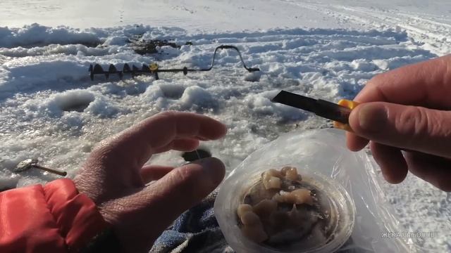 ЗИМНЯЯ РЫБАЛКА / ИЩУ РЫБУ НА МЕСТНОЙ РЕЧКЕ смотреть онлайн