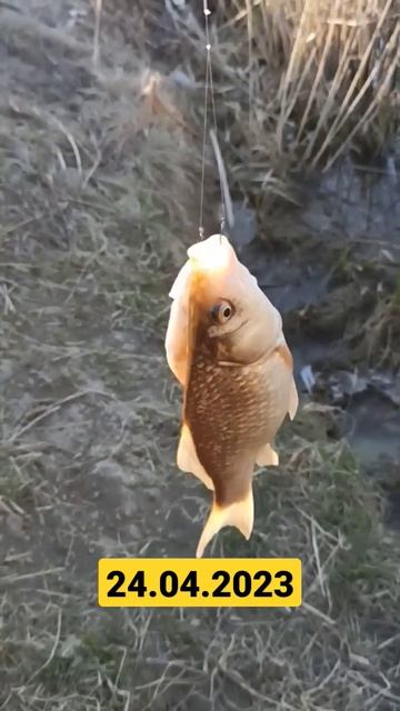 Весенний карась на поплавок #shorts смотреть онлайн
