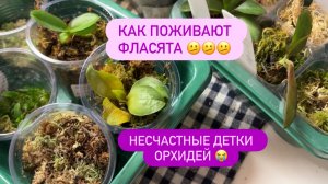 💔НЕ СПРАВЛЯЮСЬ С ДЕТКАМИ ОРХИДЕЙ😭фласки #фласки #деткифаленопсис #орхидеи #фаленопсис #обзорорхиде