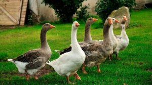 Гусь кричит, орет, шипит. Звук гуся, голос гуся, гоготание гуся