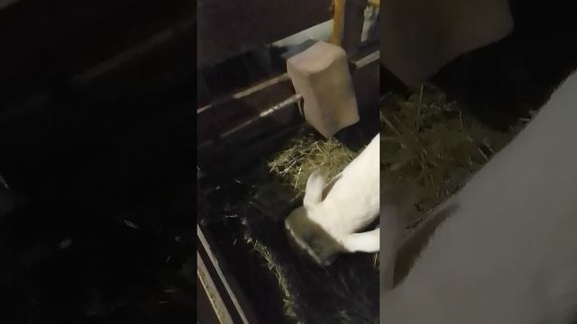 Правильная кормушка под сено для козы.