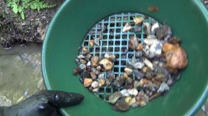 Нашёл в ручье Золотой самородок!