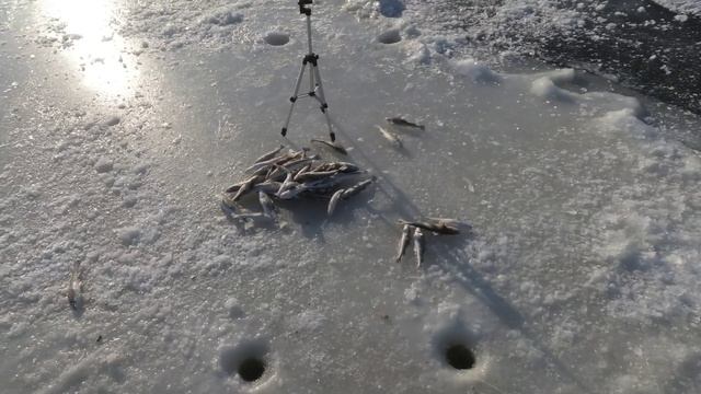 ЭКСТРИМАЛЬНАЯ РЫБАЛКА В МОРОЗНЫЙ ВЕТЕР / РЫБАЛКА НА КОМБАЙНЫ В ТАВРИЧАНКЕ #жекарыболов #рыбалка смотреть онлайн