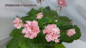 АН-Девочка с Персиками, трейлерная фиалка, стандартный сорт с ампельным типом роста)