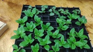 Как легко укоренить петунию. Корни на 5 день. Супер быстрый способ .