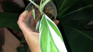 Банан Флорида Вариегата (Musa Florida Variegata) вариегатный тропический красавец дома!