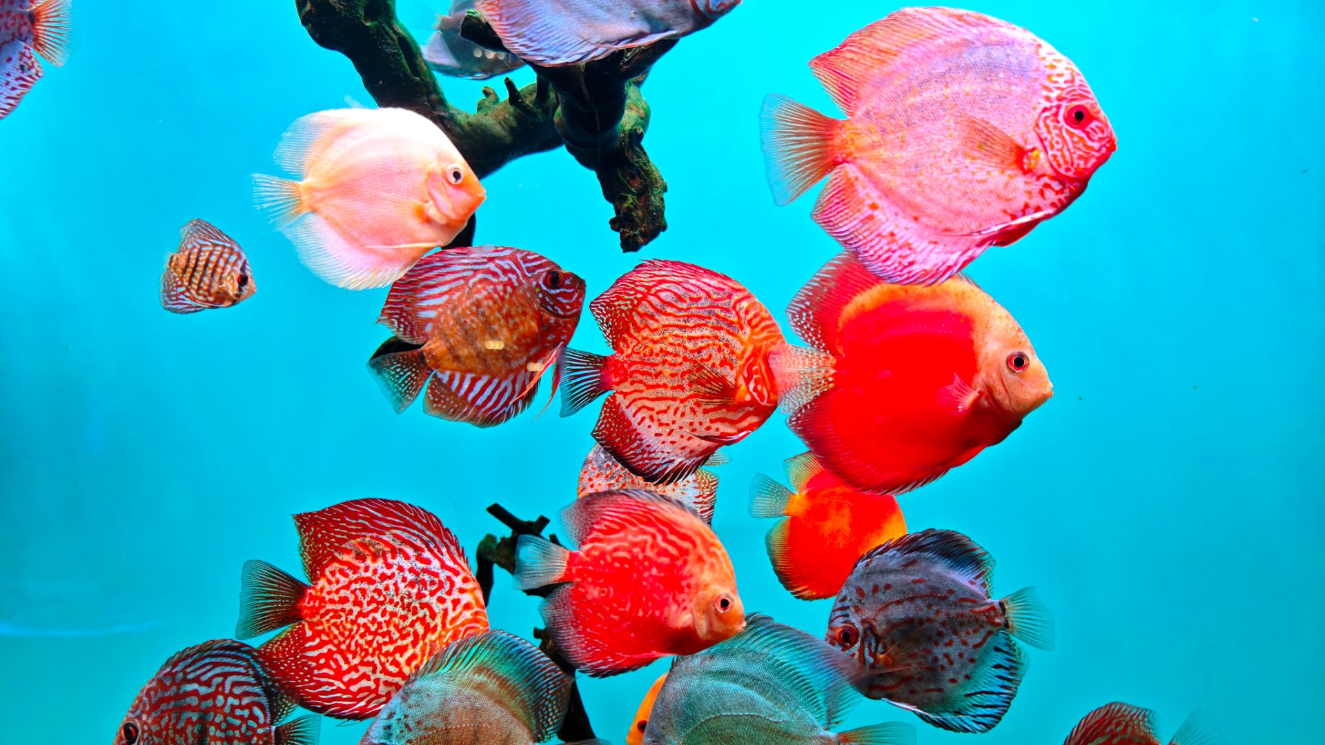 Океанариум РИО