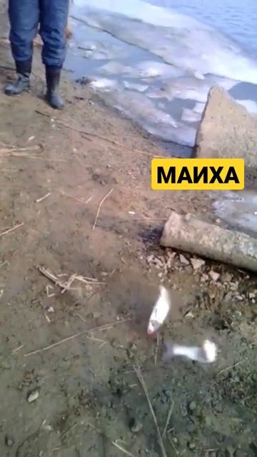 РЫБАЛКА НА СИЛИКОН / ВЕСНА 2018 #shorts #жекарыболов смотреть онлайн