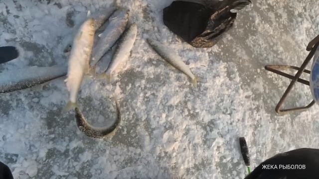 ТОЛЬКО ПРИЕХАЛИ И ОНА ПОПЁРЛА / СНАСТЬ КОТОРАЯ ВСЕГДА ЛОВИТ смотреть онлайн