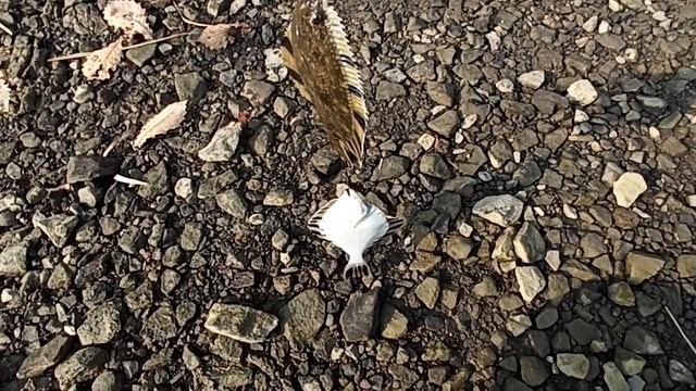 ВОТ ЭТО РЫБАЛКА!!! смотреть онлайн