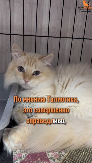 Галиотис (уже дома) смотреть онлайн