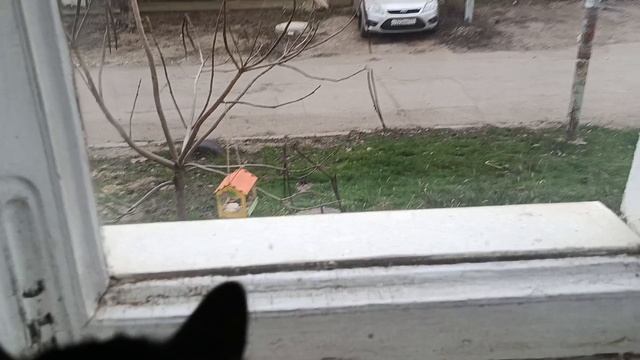 наблюдение за синичками с котом